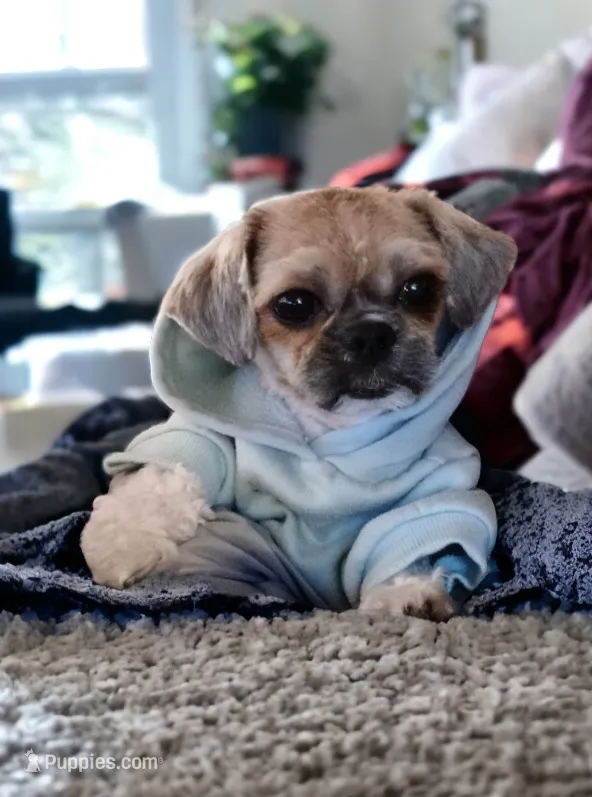 Noah – Shih Tzu puppy for sale in Wichita Falls, TX