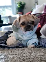 Noah, a male Shih Tzu for sale in Wichita Falls, TX – 1 of 3