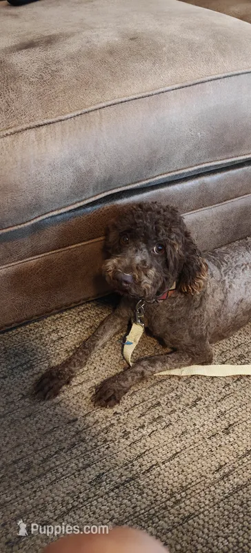 Josie – Miniature Goldendoodle puppy for sale in Kansas City, MO