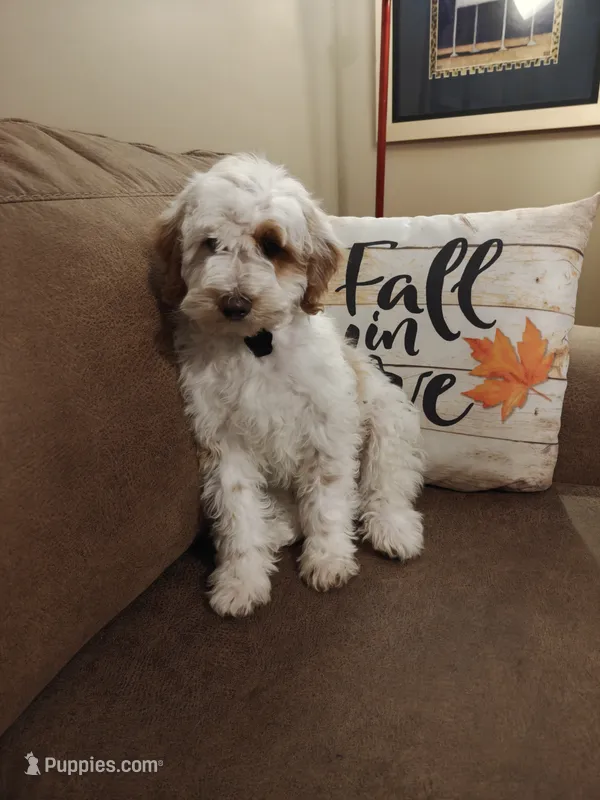 Lucas – Miniature Goldendoodle puppy for sale in Kansas City, MO