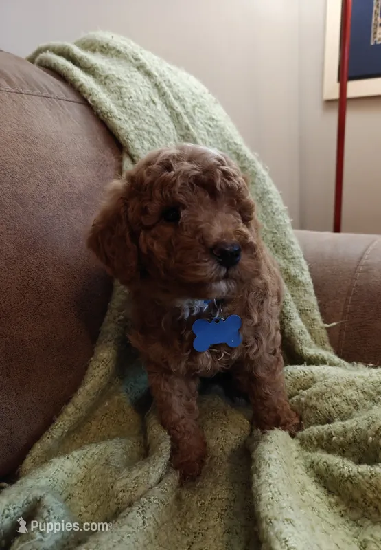 Mickey – Miniature Goldendoodle puppy for sale in Kansas City, MO