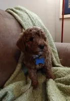 Mickey, a male Miniature Goldendoodle for sale in Kansas City, MO – 3 of 6