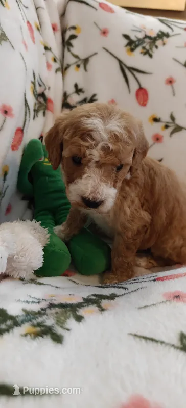 Mary – Miniature Goldendoodle puppy for sale in Kansas City, MO