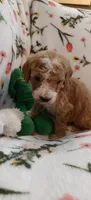 Mary, a female Miniature Goldendoodle for sale in Kansas City, MO – 1 of 6