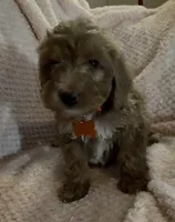 Owen, a male Miniature Goldendoodle for sale in Kansas City, MO – 5 of 7