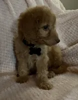 Rex, a male Miniature Goldendoodle for sale in Kansas City, MO – 5 of 5