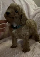 Roman, a male Miniature Goldendoodle for sale in Kansas City, MO – 5 of 5