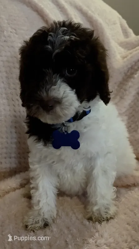 Ruby – Miniature Goldendoodle puppy for sale in Kansas City, MO