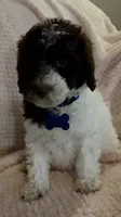 Ruby, a female Miniature Goldendoodle for sale in Kansas City, MO – 1 of 6