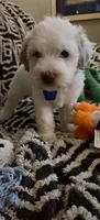Penelope, a female Miniature Goldendoodle for sale in Kansas City, MO – 7 of 9