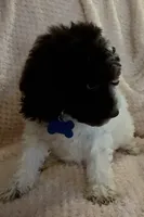 Ruby, a female Miniature Goldendoodle for sale in Kansas City, MO – 3 of 6