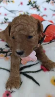 Margot, a female Miniature Goldendoodle for sale in Kansas City, MO – 4 of 5