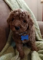 Mickey, a male Miniature Goldendoodle for sale in Kansas City, MO – 2 of 6