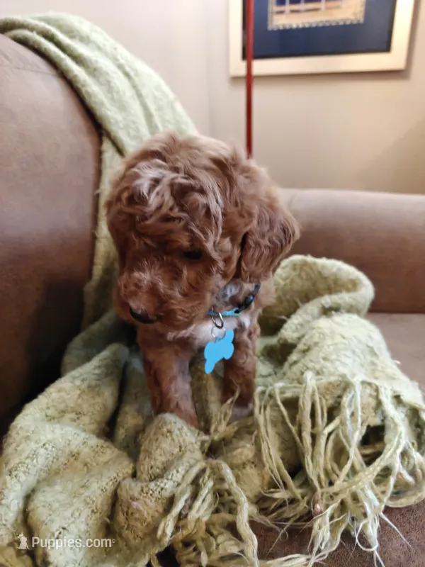 Mario – Miniature Goldendoodle puppy for sale in Kansas City, MO