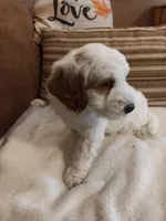 Lyle, a male Miniature Goldendoodle for sale in Kansas City, MO – Photo 2 of 2