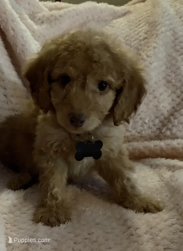 Rex – Miniature Goldendoodle puppy for sale in Kansas City, MO