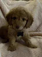 Rex, a male Miniature Goldendoodle for sale in Kansas City, MO – 1 of 5