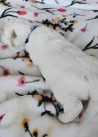 Penelope, a female Miniature Goldendoodle for sale in Kansas City, MO – 2 of 5