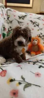 May, a female Miniature Goldendoodle for sale in Kansas City, MO – 4 of 5