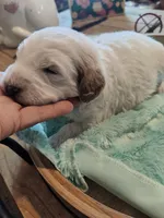 Lyle pink collar, a male Miniature Goldendoodle for sale in Kansas City, MO – Photo 6 of 6