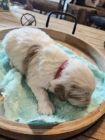 Lyle pink collar, a male Miniature Goldendoodle for sale in Kansas City, MO – Photo 5 of 6