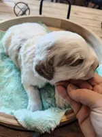 Lyle pink collar, a male Miniature Goldendoodle for sale in Kansas City, MO – Photo 4 of 6