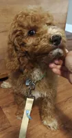 Mario, a male Miniature Goldendoodle for sale in Kansas City, MO – 8 of 8