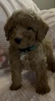 Roman, a male Miniature Goldendoodle for sale in Kansas City, MO – 3 of 5