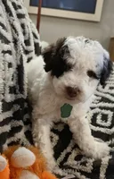 Pico, a female Miniature Goldendoodle for sale in Kansas City, MO – 7 of 7