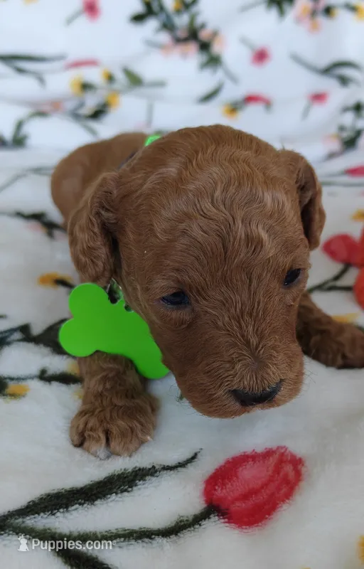 Micah – Miniature Goldendoodle puppy for sale in Kansas City, MO