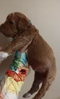 Mickey, a male Miniature Goldendoodle for sale in Kansas City, MO – 3 of 5