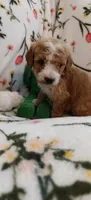 Mary, a female Miniature Goldendoodle for sale in Kansas City, MO – 6 of 6