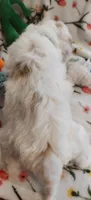 Merlin, a male Miniature Goldendoodle for sale in Kansas City, MO – 4 of 5
