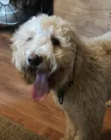 Leo (Baby), a male Miniature Goldendoodle for sale in Kansas City, MO – 7 of 7