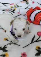 Madeline , a female Miniature Goldendoodle for sale in Kansas City, MO – 4 of 4