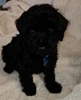 Rose, a female Miniature Goldendoodle for sale in Kansas City, MO – 3 of 5