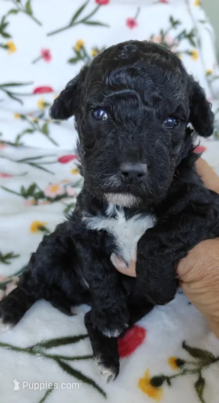 Pete – Miniature Goldendoodle puppy for sale in Kansas City, MO