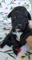 Pete, a male Miniature Goldendoodle for sale in Kansas City, MO – 1 of 5