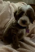 Ollie, a male Miniature Goldendoodle for sale in Kansas City, MO – 7 of 7