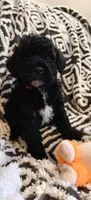 Pete, a male Miniature Goldendoodle for sale in Kansas City, MO – 2 of 6