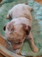 Micah, a female Miniature Goldendoodle for sale in Kansas City, MO – Photo 2 of 4