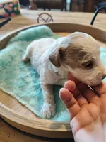 Micah, a female Miniature Goldendoodle for sale in Kansas City, MO – Photo 4 of 4