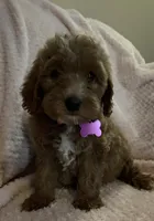 Opal, a female Miniature Goldendoodle for sale in Kansas City, MO – 4 of 6