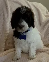 Ruby, a female Miniature Goldendoodle for sale in Kansas City, MO – 5 of 6