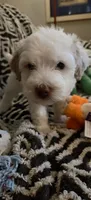 Penelope, a female Miniature Goldendoodle for sale in Kansas City, MO – 9 of 9