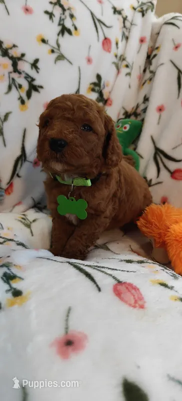 Micah – Miniature Goldendoodle puppy for sale in Kansas City, MO
