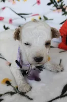 Madeline , a female Miniature Goldendoodle for sale in Kansas City, MO – 2 of 4