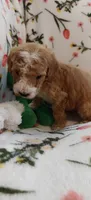 Mary, a female Miniature Goldendoodle for sale in Kansas City, MO – 2 of 6