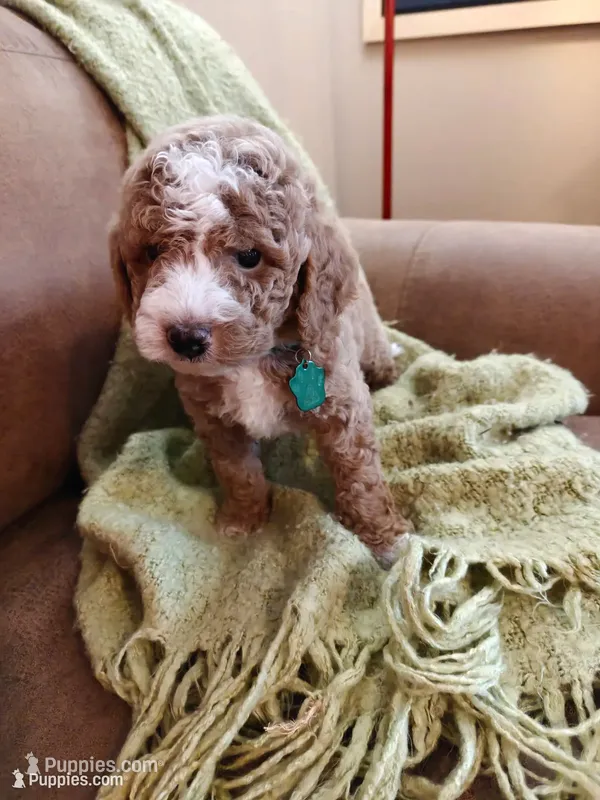 Mason – Miniature Goldendoodle puppy for sale in Kansas City, MO