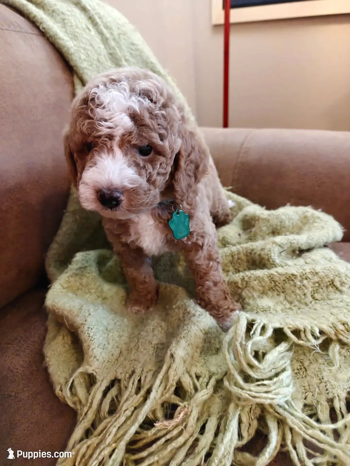 Mason, a male Miniature Goldendoodle for sale in Kansas City, MO – 1 of 6